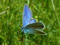 Cyaniris semiargus